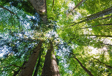 Wald & Gesundheit
